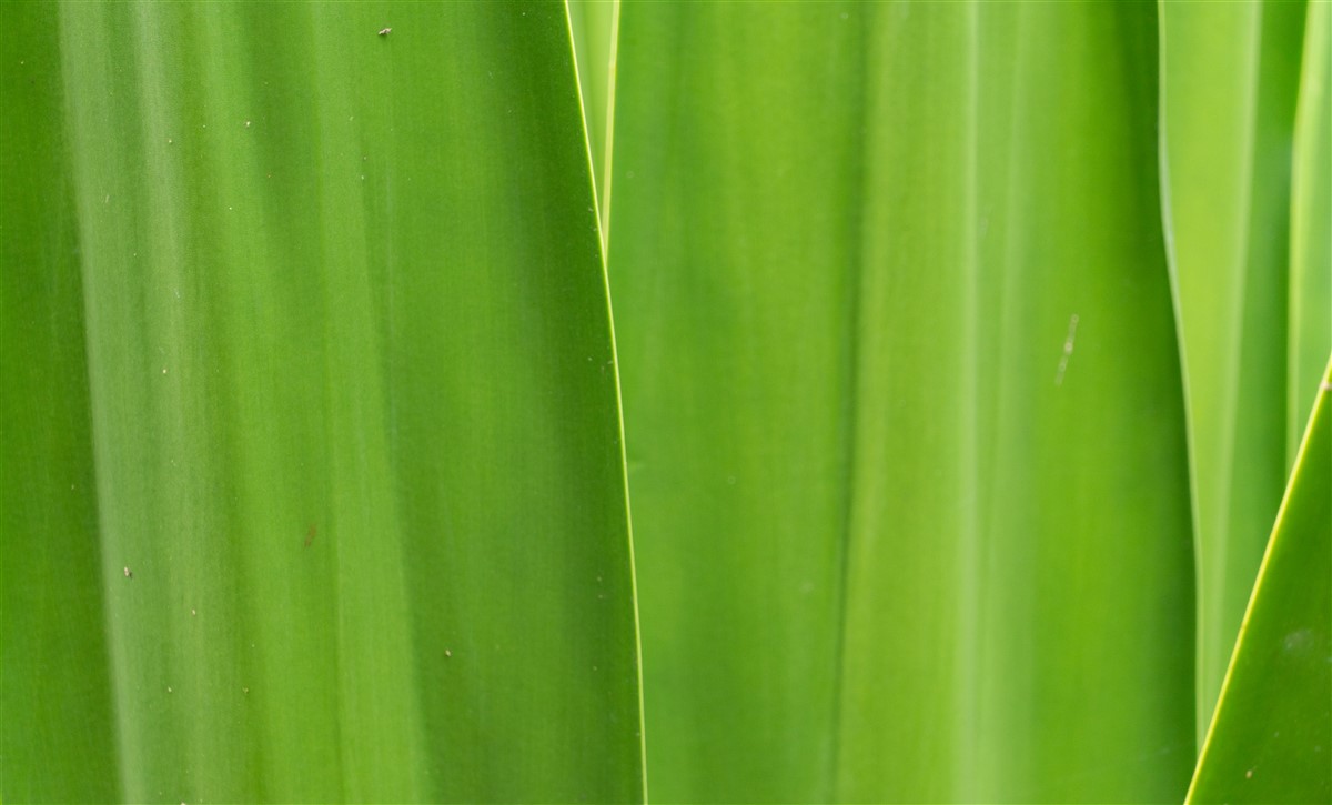 avantages méconnus du sisal