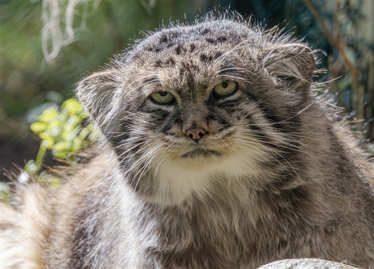 chat de Pallas