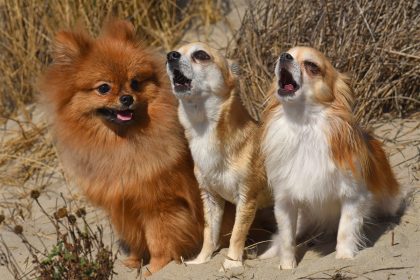 chiens se mettent à hurler sans raison