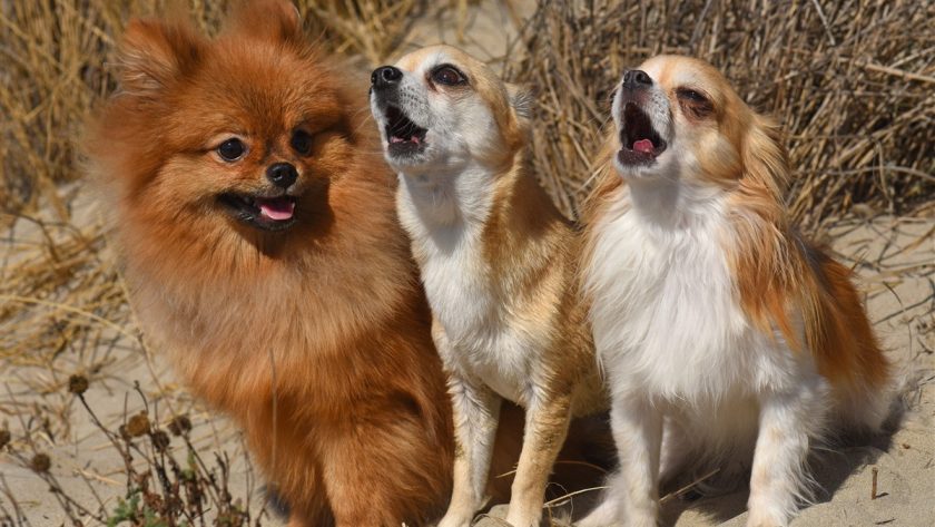 chiens se mettent à hurler sans raison