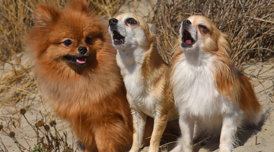 chiens se mettent à hurler sans raison