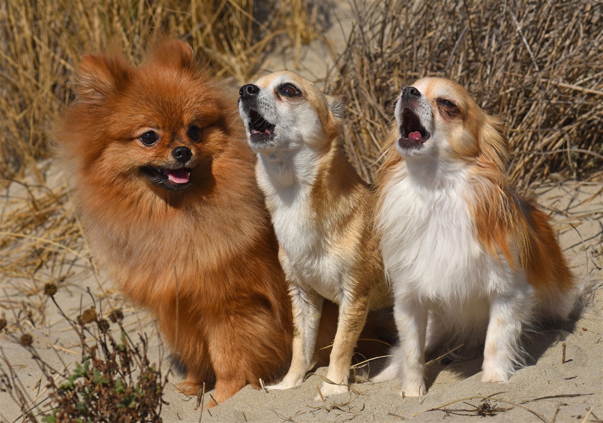 chiens se mettent à hurler sans raison