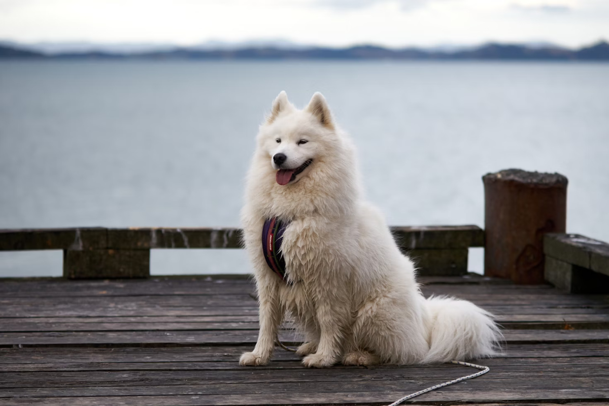 chien Samoyede