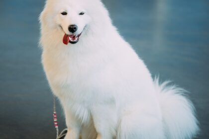 Happy White Samoyed Bjelkier Dog Sitting On Floor