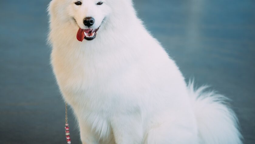 Happy White Samoyed Bjelkier Dog Sitting On Floor
