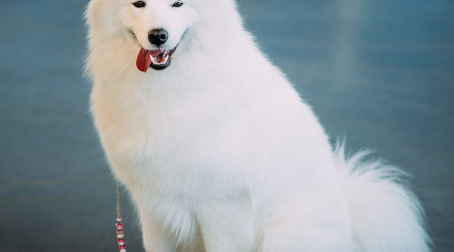Happy White Samoyed Bjelkier Dog Sitting On Floor
