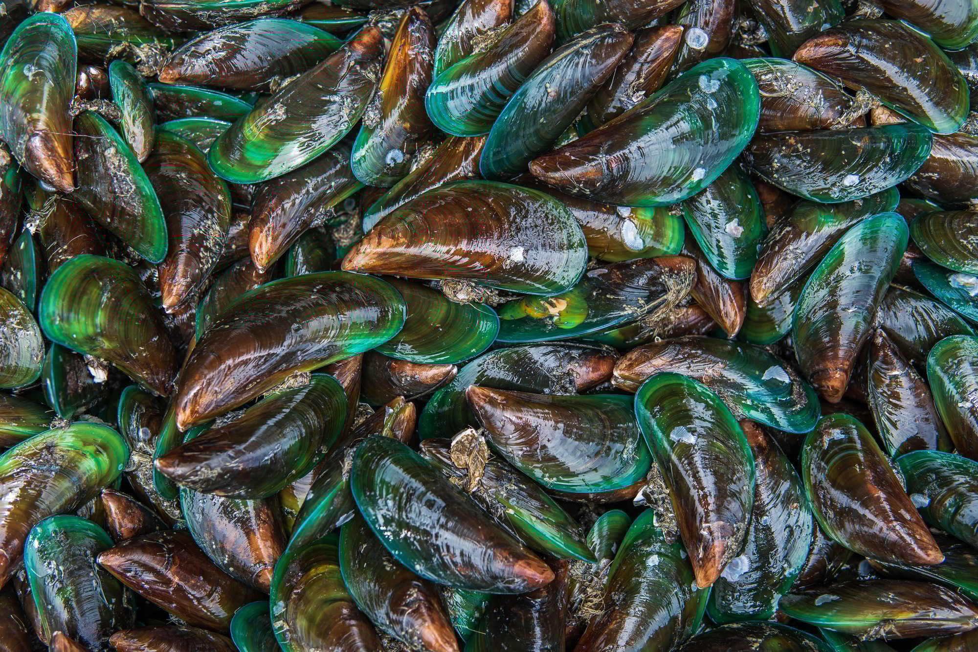 Mussels