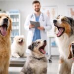 découvrez pourquoi les chiens bâillent, selon les vétérinaires, et ce que ce comportement révèle sur leur santé et leur bien-être.