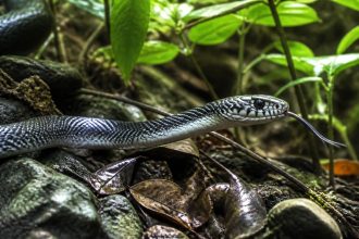 explorez la vie fascinante des alsophis antiguae dans leur habitat naturel, une immersion unique au cœur de la biodiversité des antilles.