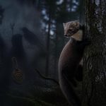 découvrez les mythes et réalités sur la fouine, un petit mustélidé souvent mal compris. explorez les faits scientifiques pour démêler le vrai du faux.